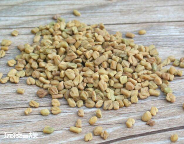 香草是什么植物(苦豆的特点及作用介绍)-图片7
